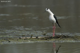 Cavaliere dItalia (Himantopus himantopus)