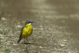 Cutrettola (Motacilla flava)