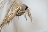 basettino (Panurus biarmicus)