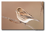 Rietgors - Reed Bunting 
