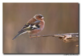 Vink - Chaffinch 