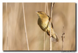 Sprinkhaanzanger - Pallas Grasshopper Warbler 20140410