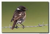 Roodborsttapuit - Stonechat 20140724