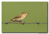 Fitis - Willow Warbler 20140723