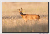 Ree - Roe Deer 20140719