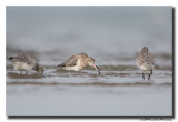 Rosse Grutto - Bar-tailed Godwit 20141031