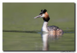 Fuut - Great Crested Grebe 20150421