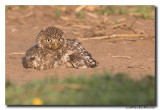 Steenuil - Little Owl 20150605