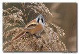 Baardman - Bearded Reedling 20151103