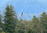 WL eagle AK 05-29-2007 1643.jpg