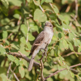 Vale Vliegenvanger, Pale Flycatcher