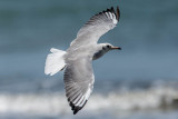 Dunbekmeeuw, Slender-Billed Gull