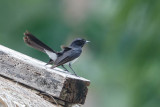 20130906Papua-22.jpg