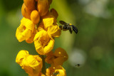 20130916Papua-22.jpg