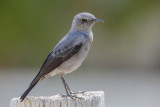 Karoo Chat, Karoospekvreter