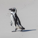 African Penguin, Jackass Penguin, Zwartvoetpinguin