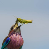 Lilac-breasted roller, Vorkstaart scharrelaar