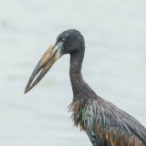 African Openbill, Afrikaanse Gaper, Open-billed Stork