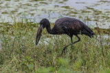 African Openbill, Afrikaanse Gaper, Open-billed Stork