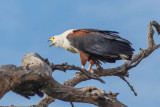 African Fish Eagle, Afrikaanse visarend