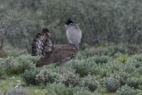 Kori trap.Kori bustard