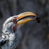 Southern Yellow-billed Hornbill, Zuidelijke Geelsnaveltok