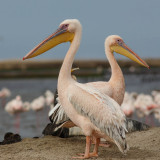 Great White Pelican, Roze Pelikaan