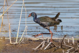 African Purple Swamphen, Smaragdpurperkoet