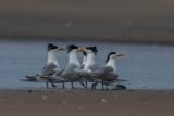 Grote Kuifstern, Swift Tern