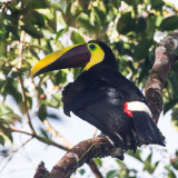 Chestnut-mandibled Toucan, Swainson-toekan