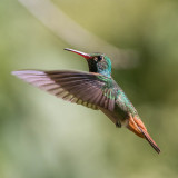 Roodstaartamazilia, Rufous-tailed Hummingbird