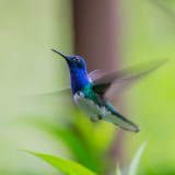 White-necked Jacobin,Witnekkolibrie