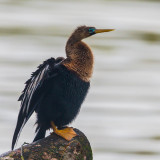 Bigia-aalscholver, Neotropic Cormorant