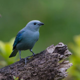 Bisschopstangare, Blue-gray Tanager