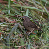 Variable Seedeater,Bont Dikbekje,Fem