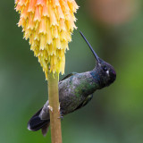Magnificent Hummingbird, Rivolis Kolibrie