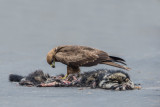 Black Kite, Zwarte Wouw, with Civet