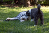 0804FTPups.jpg