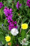 Wild flowers