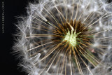Shape ~ Dandelion seed head