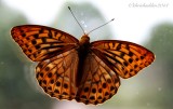 July 18th - Silver Washed Fritillary - Argynnis paphia