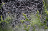 #10 - Spider Web