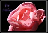 another Pink 