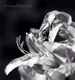 Mono #7 - Rhododendrons 