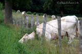 The Grass is always Greener!