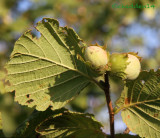 Hazel, filbert or cob nut