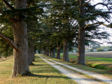 Cedars of La Romieu