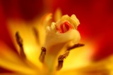 Natures Intricacies