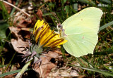 Brimstone butterfly