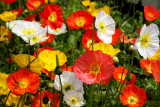 VE Day Poppies in Montreuil